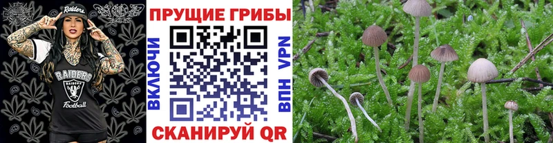где можно купить   площадка состав  МЕГА онион  Псилоцибиновые грибы прущие грибы  Сольцы 